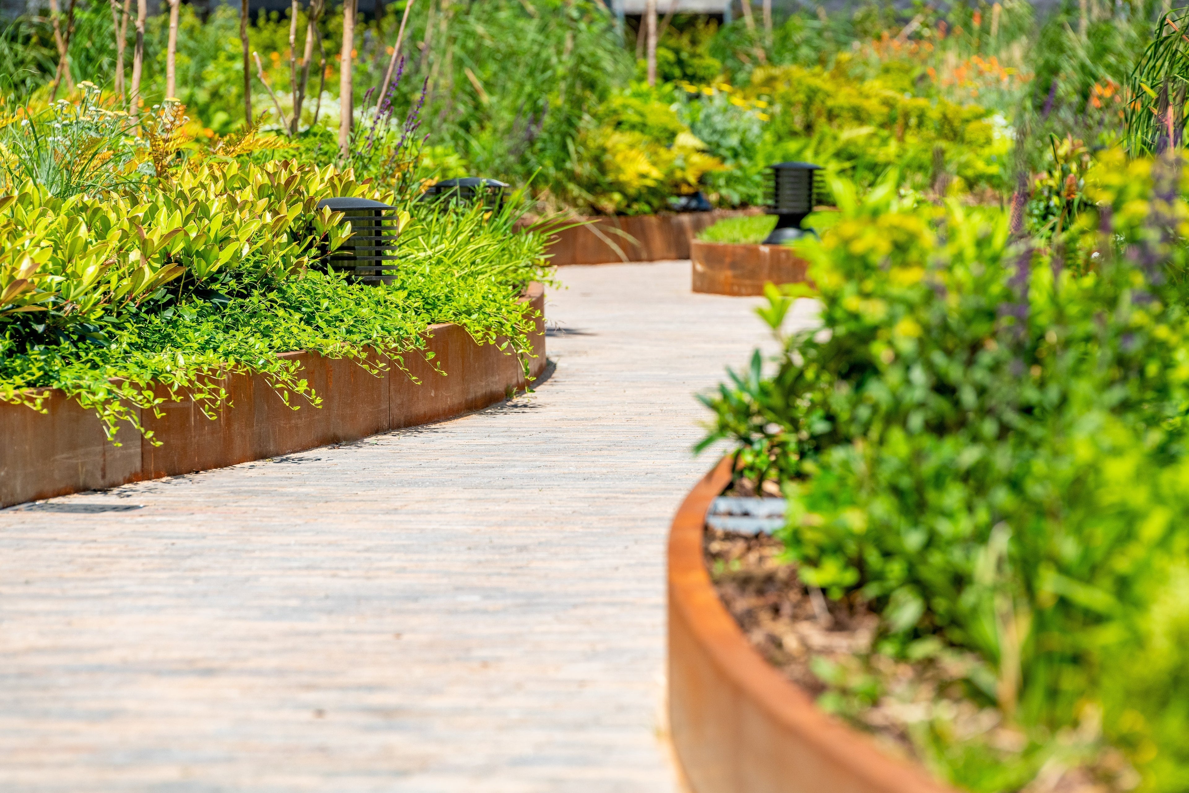 Curved Corten steel garden edging framing lush planting beside a paved garden path. Rust patina, weathering steal Anco Retaining wall system.